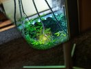 【新館・春花】春をイメージした洋室で、交差する梁は森のロッジのような趣。専用の坪庭とウッドデッキ付。