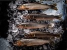 【天然鮎】矢田川で釣った天然鮎は新鮮で美味!