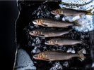 【天然鮎】矢田川で釣った天然鮎は新鮮で美味!