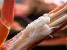 【焼き蟹】香ばしい焼きたての焼きガニの甘みを感じる!