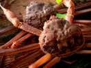 【活松葉蟹】11月〜3月の限られた時期にだけ食せる贅の極みを是非ご堪能ください。