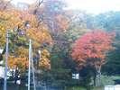 当館駐車場から見える紅葉です。