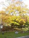 鮮やかな紅葉です。