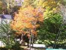 当館から望む紅葉