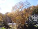 当館から望む紅葉