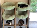 うち玄関には猫たちが休んでおります。自由に出入りできるので必ずいるとは限りません。