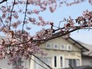 春の風景