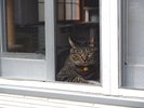 外を眺める猫ちゃん