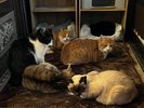 内玄関の地域ねこ達