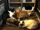 内玄関の地域ねこ達