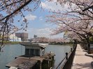 ホテル周辺遊歩道(春イメージ)春の訪れを一番に感じられる桜が立ち並ぶ圧巻の遊歩道。