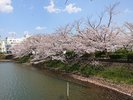 ホテル周辺(春イメージ)お堀周りも、四季折々の表情を変える眺めがお愉しみください。