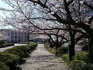 ホテル周辺(春イメージ)当館からの景観も当館にお越しいただくまでも春の暖かさを感じていただけます。