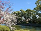 お堀端(春イメージ)