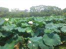 お堀端