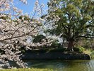 お堀端(春イメージ)