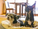伊香保DOGきむら 客室イメージ