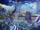 流れるプール「フィッシュゴーランド」でお魚と一緒に海中散歩