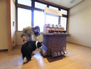 【おやつワゴン】ワンちゃんのお好きなおやつをお選びいただけます。(一例)