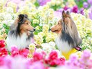【花いちもんめ】ワンちゃんはバギーやペットキャリーでご一緒に入場OK!(一例)