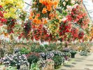 【花いちもんめ】温室で季節やお天気を選ばず、いつでも花に囲まれて過ごせる植物園(一例)