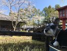 【EDO WONDERLAND 日光江戸村】愛犬はクレートやバギーでご一緒にご入場いただけます(一例)