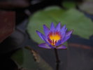 熱帯睡蓮(ティナ)の花