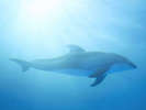 【鴨川シーワールド】泳ぐイルカの神秘的な様子にココロ癒されます