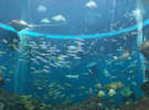 トロピカルアイランド無限の海には回遊性の大型の魚がたくさん暮らしています