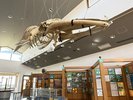 【つのしま自然館】には新種のヒゲクジラ「ツノシマクジラ」の骨格標本の展示があります。