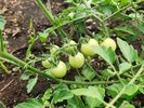 【PACO農園】私たちの手で野菜を育てています。収穫した野菜は朝食で提供いたします♪