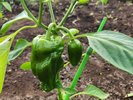 【PACO農園】私たちの手で野菜を育てています。収穫した野菜は朝食で提供いたします♪