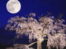 円山公園/市バス+徒歩(約20分)