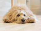 宿泊者様限定で有料の【愛犬お預かりサービス】を行っております。詳細は公式サイトをご確認ください。
