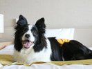 お布団やベットで愛犬との添い寝OK※マナーウェア着用が必須となります。