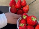 愛犬同伴可能ないちご狩り体験