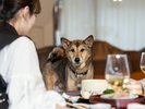 レストラン利用イメージ