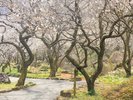 熱海梅園