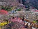 熱海梅園