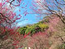 熱海梅園