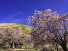 大室山 さくらの里