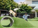 dog park