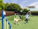 dog park