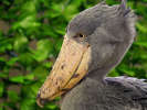 独特の姿であまり動かない怪鳥として有名「ハシビロコウ」が仲間入り