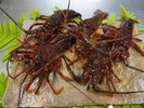 地元漁師から直接仕入れた水揚げの活き伊勢海老