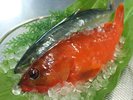 伊東港朝どり地魚