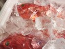 稲取港で水揚げされたばかりの一本釣り金目鯛