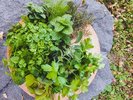 しずおか新鮮野菜
