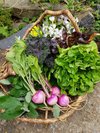 新鮮な地場野菜
