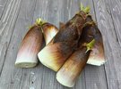 タケノコ
